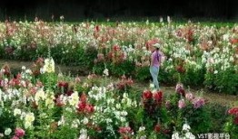 爆料半亩花田视频大全下载,下载攻略与热门内容一览